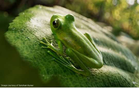 Procedural simulations with Bifrost